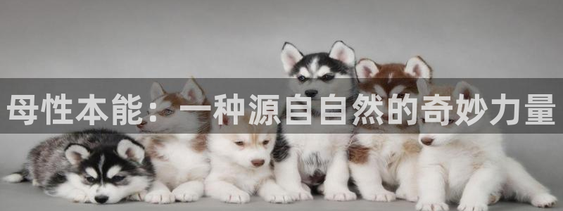 孔雀王漫画在线看动漫之家：母性本能：一种源自自然的奇妙力量